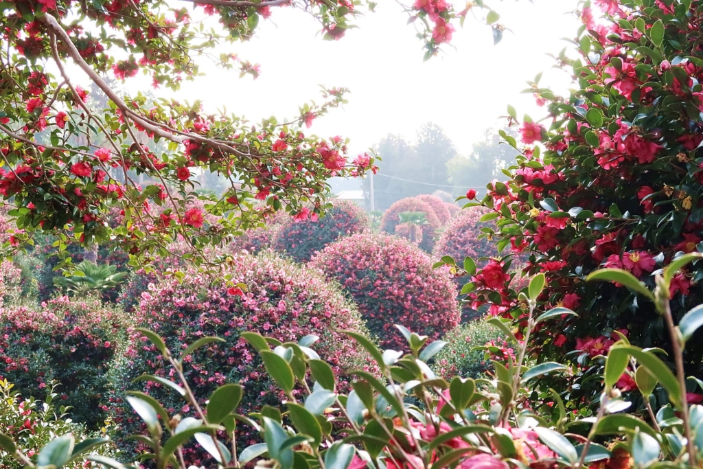 済州島椿山茶花